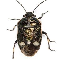 Attēlu rezultāti vaicājumam “Eurydema oleracea”