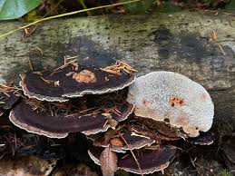 Attēlu rezultāti vaicājumam “Daedaleopsis confragosa”