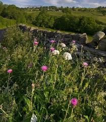 Attēlu rezultāti vaicājumam “Cirsium heterophyllum leaf”