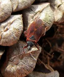 Attēlu rezultāti vaicājumam “Gastrodes grossipes”