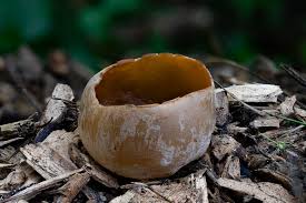 Attēlu rezultāti vaicājumam “Peziza vesiculosa”