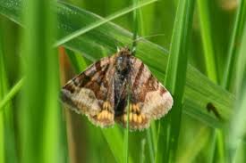 Attēlu rezultāti vaicājumam “Euclidia glyphica”