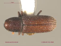 Attēlu rezultāti vaicājumam “Hylastes sp.”