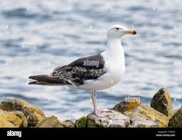 Attēlu rezultāti vaicājumam “Larus marinus”