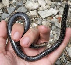 Attēlu rezultāti vaicājumam “Anguis fragilis adult”