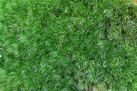 Attēlu rezultāti vaicājumam “Dicranum majus”