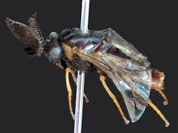 Attēlu rezultāti vaicājumam “Gilpinia”