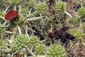 Attēlu rezultāti vaicājumam “Exoprosopa capucina”