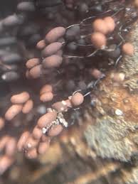 Attēlu rezultāti vaicājumam “Comatricha alta macro”