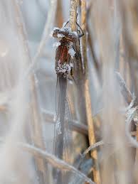 Attēlu rezultāti vaicājumam “Sympecma paedisca”