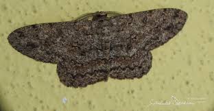 Attēlu rezultāti vaicājumam “Hypomecis punctinalis”