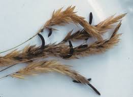 Attēlu rezultāti vaicājumam “Claviceps purpurea”