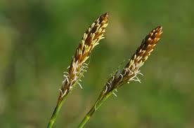 Attēlu rezultāti vaicājumam “Carex caryophyllea”
