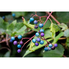 Attēlu rezultāti vaicājumam “Ampelopsis glandulosa var. brevipedunculata”