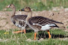 Attēlu rezultāti vaicājumam “Anser serrirostris adult”