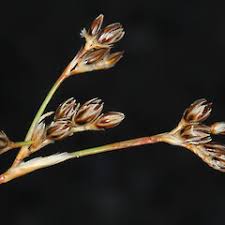 Attēlu rezultāti vaicājumam “Juncus squarrosus”