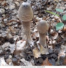 Attēlu rezultāti vaicājumam “Macrolepiota procera”