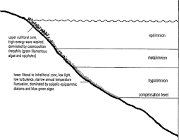 Attēlu rezultāti vaicājumam “Gloeocapsa rupestris”