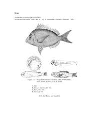 Image result for Stenotomus chrysops