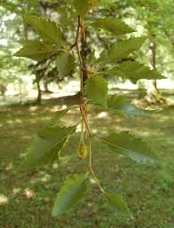 Attēlu rezultāti vaicājumam “Fagus sylvatica fo. laciniata”