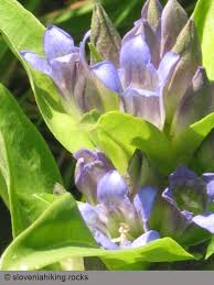Attēlu rezultāti vaicājumam “Gentiana cruciata bud”