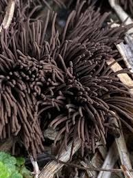 Attēlu rezultāti vaicājumam “Stemonitis virginiensis”