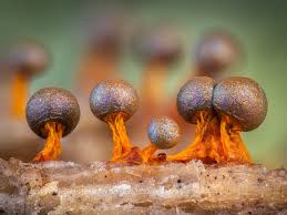 Attēlu rezultāti vaicājumam “Physarum obscurum plasmodium”