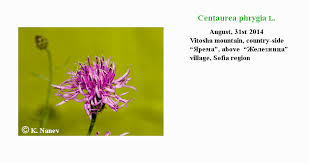 Attēlu rezultāti vaicājumam “Centaurea phrygia bud”