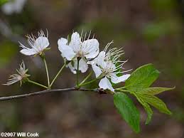 Attēlu rezultāti vaicājumam “Prunus (plum-tree) flower”