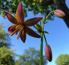 Attēlu rezultāti vaicājumam “Lilium martagon bud”