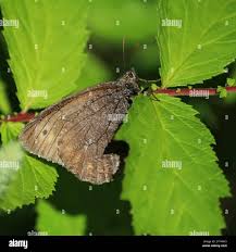 Attēlu rezultāti vaicājumam “Oeneis jutta”