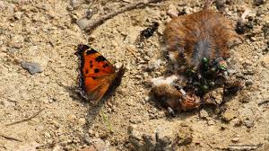 Attēlu rezultāti vaicājumam “Nymphalis xanthomelas larva”