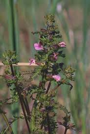 Attēlu rezultāti vaicājumam “Pedicularis palustris subsp. opsiantha”