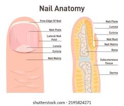 Image result for lunula nail