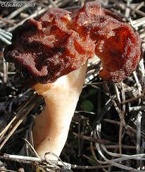 Attēlu rezultāti vaicājumam “Verpa bohemica”