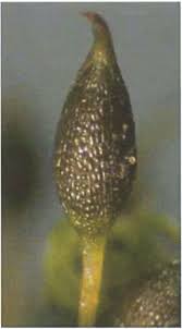 Attēlu rezultāti vaicājumam “Weissia squarrosa”