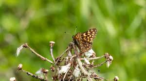 Attēlu rezultāti vaicājumam “Hamearis lucina”