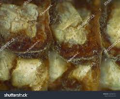 Attēlu rezultāti vaicājumam “Entomophaga grylli”