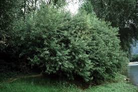 Attēlu rezultāti vaicājumam “Salix triandra”