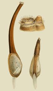 Attēlu rezultāti vaicājumam “Mya arenaria”