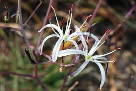 Attēlu rezultāti vaicājumam “Campylophyllum calcareum sporophyte”