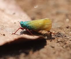 Attēlu rezultāti vaicājumam “Amaurochaete fusiformis macro”