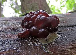 Attēlu rezultāti vaicājumam “Ascotremella faginea”