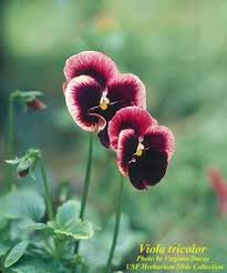 Attēlu rezultāti vaicājumam “Viola tricolor subsp. matutina”