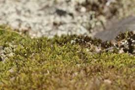 Attēlu rezultāti vaicājumam “Pohlia wahlenbergii macro”