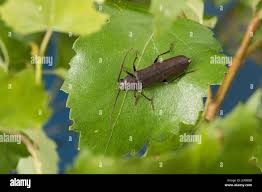 Attēlu rezultāti vaicājumam “Criocephalus rusticus”