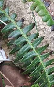 Attēlu rezultāti vaicājumam “Thelypteris palustris”