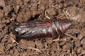 Attēlu rezultāti vaicājumam “Acronicta rumicis imago”