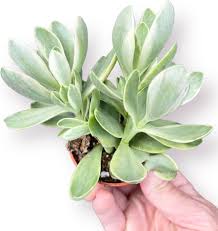 Attēlu rezultāti vaicājumam “Crassulaceae”