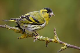 Attēlu rezultāti vaicājumam “Carduelis spinus”